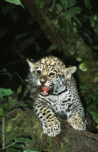 Jaguar, panthera onca, Cub snarling © slowmotiongli