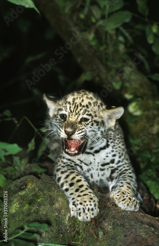 Jaguar, panthera onca, Cub snarling