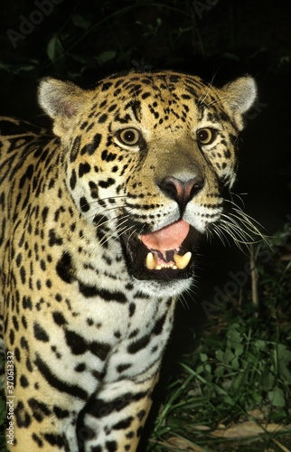 Jaguar, panthera onca, Adult with open Mouth