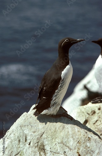 Common Guillemot, uria aalge, Adult standing on Rock, Scotland