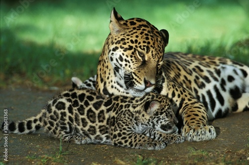 Jaguar, panthera onca, Female with Cub