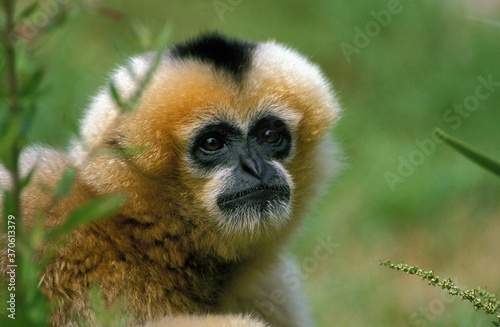 Concolor Gibbon or White Cheeked Gibbon  hylobates concolor  Portrait of Adult