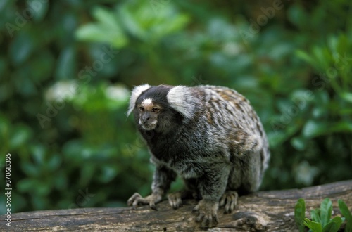 Common Marmoset, callithrix jacchus, Adult standing on Branch