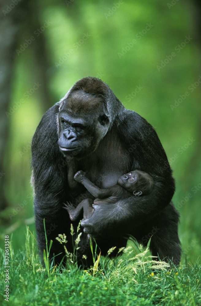 Gorilla, gorilla gorilla, Female with Baby Gorilla, gorilla gorilla, Female with Baby