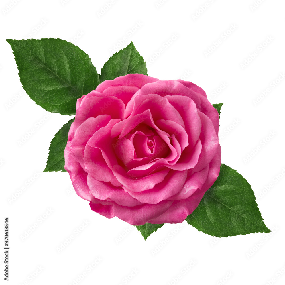 Beautiful flower of pink rose isolated on white background close-up. Beautiful flower of pink rose isolated on white background close-up.