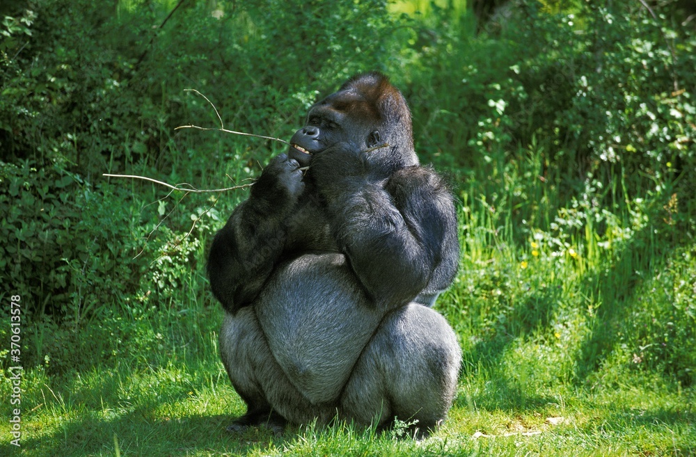 Obraz premium Gorilla, gorilla gorilla, Silverback Adult Male standing on Grass, eating Bark from Branch