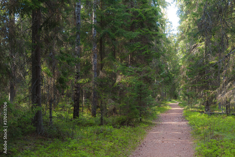 Fototapeta premium Pine forest summer day magical view, orton effect