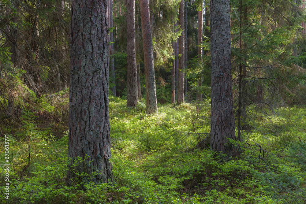 Pine forest summer day magical view, orton effect Pine forest summer day magical view, orton effect