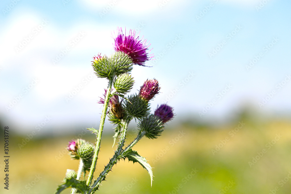 Thistle Banner of thistle buds and flowers on a field in summer. The flowers of thrush, a medicinal plant, are used in medicine Thistle Banner of thistle buds and flowers on a field in summer. The flowers of thrush, a medicinal plant, are used in medicine