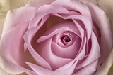 Flower rose close-up of lilac color as a background texture, backdrop. Abstraction