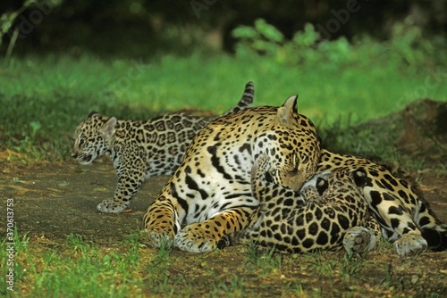 Jaguar, panthera onca, Female with Cub Suckling