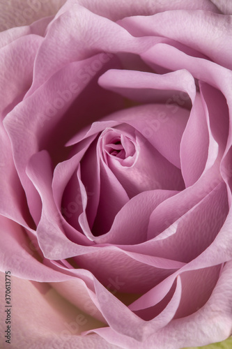 Flower rose close-up of lilac color as a background texture  backdrop. Abstraction