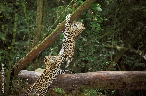 Jaguar, panthera onca, Cub playing on Branch