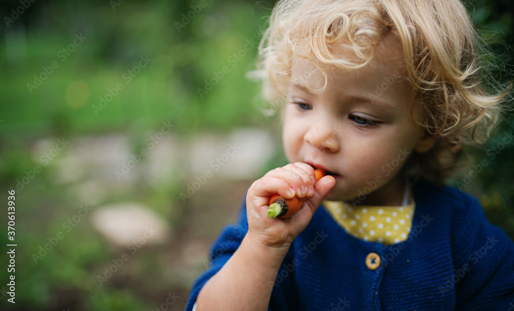 Small girl eating baby carrot outdoors in garden, sustainable lifestyle concept. Small girl eating baby carrot outdoors in garden, sustainable lifestyle concept.