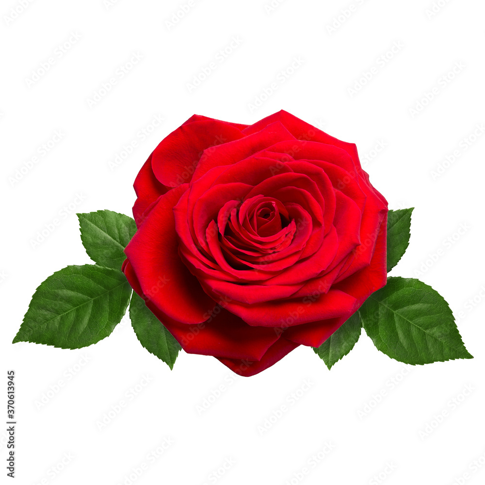 Beautiful red rose isolated on white background close-up. Beautiful red rose isolated on white background close-up.