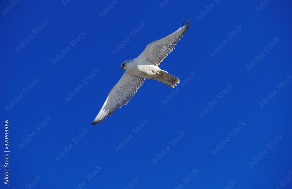 Gyrfalcon, falco rusticolus, Adult in Flight against Blue Sky, Canada Gyrfalcon, falco rusticolus, Adult in Flight against Blue Sky, Canada