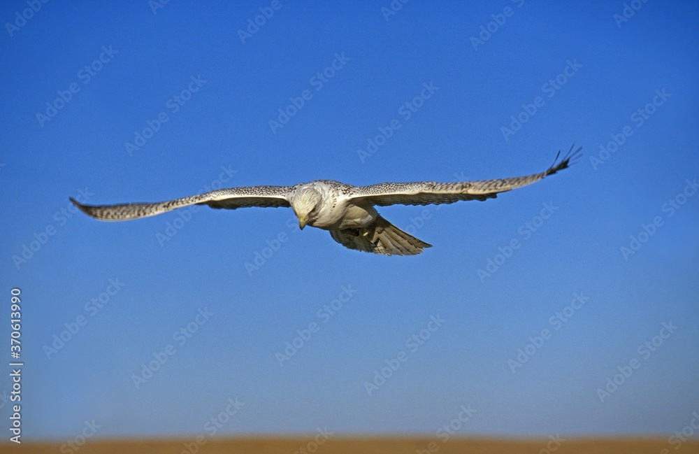 Gyrfalcon, falco rusticolus, Adult in Flight against Blue Sky, Canada Gyrfalcon, falco rusticolus, Adult in Flight against Blue Sky, Canada