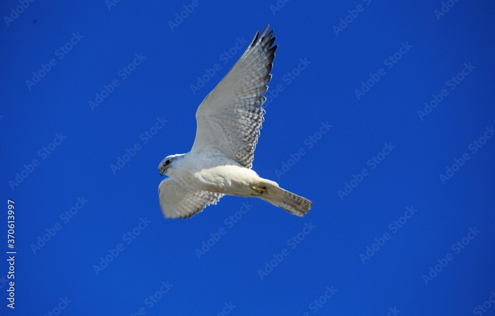 Obraz premium Gyrfalcon, falco rusticolus, Adult in Flight against Blue Sky, Canada