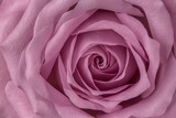 Flower rose close-up of lilac color as a background texture, backdrop. Abstraction