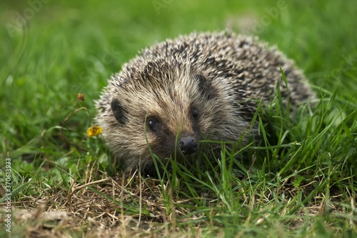 European Hedgehog, erinaceus europaeus, Female standing on Grass, Normandy in France