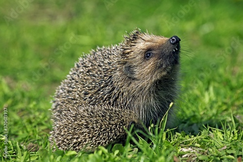 European Hedgehog, erinaceus europaeus, Female smelling, Normandy in France