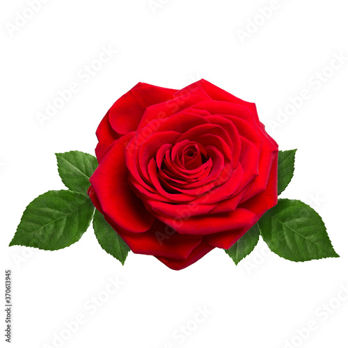 Beautiful red rose isolated on white background close-up.