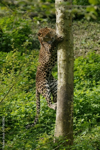 Sri Lankan Leopard, panthera pardus kotiya, Adult Climbing Tree Trunk