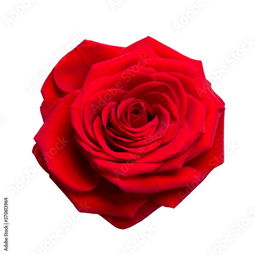 Fototapeta Naklejka Na Ścianę i Meble -  Beautiful red rose isolated on white background close-up.