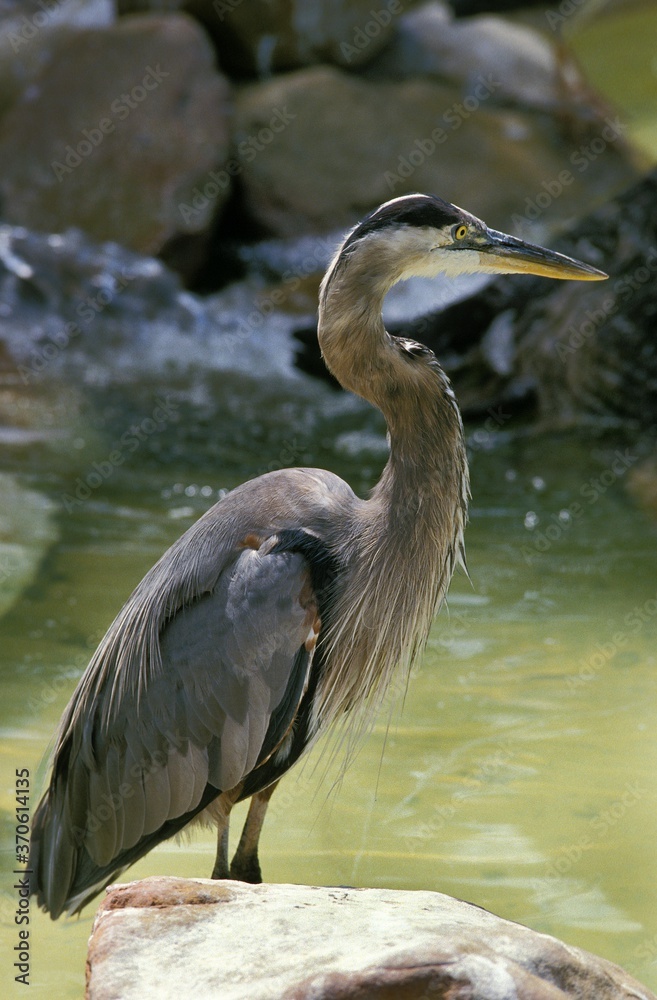 Grey Heron, ardea cinerea, Adult standing in Water Grey Heron, ardea cinerea, Adult standing in Water