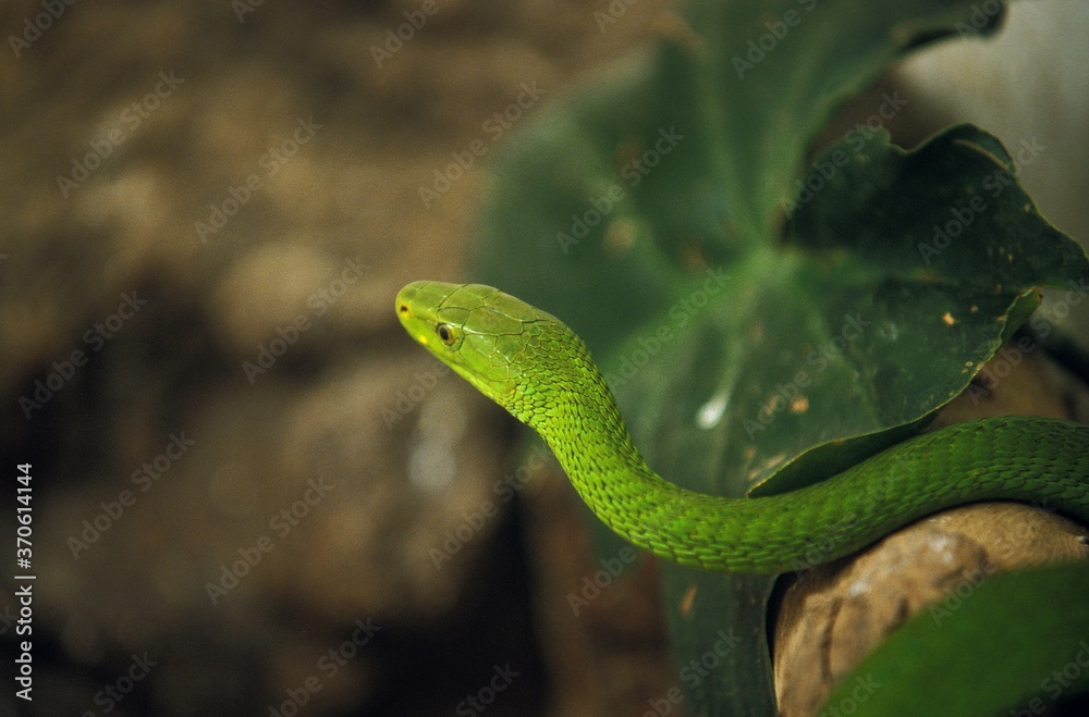 Fototapeta premium Green Mamba, dendroaspis angusticeps, Adult, Tanzania