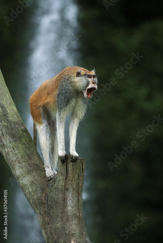 Patas Monkey, erythrocebus patas, Male standing on Branch, Calling