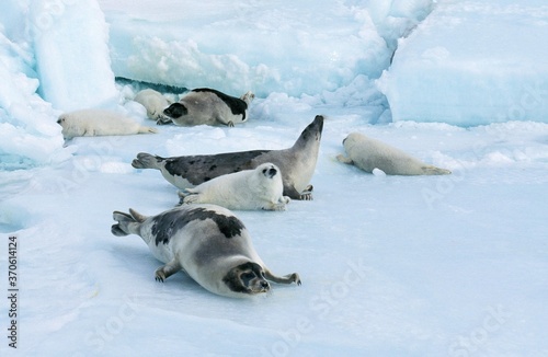 Harp Seal  pagophilus groenlandicus  Females with Pup standing on Ice Field  Magdalena Island in Canada