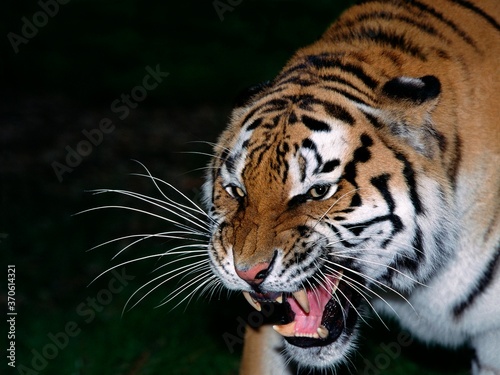 Siberian Tiger  panthera tigris altaica  Adult snarling