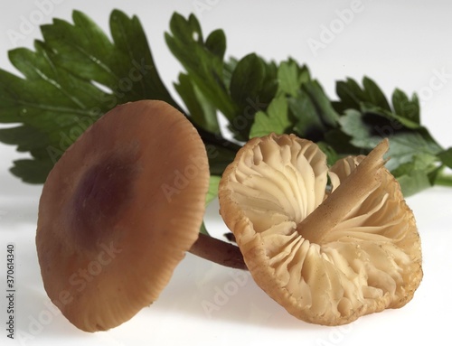 Fairy Ring Mushroom, marasmius oreades, Edible Fungus against White Background photo