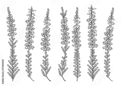 Set of outline Heather or Calluna flower bunch with bud and small leaves in black isolated on white background. 