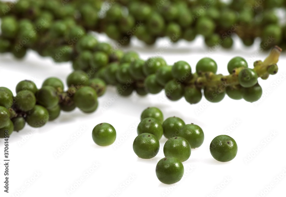 Fresh Green Peppercorn, Piper nigrum, Berries against White Background