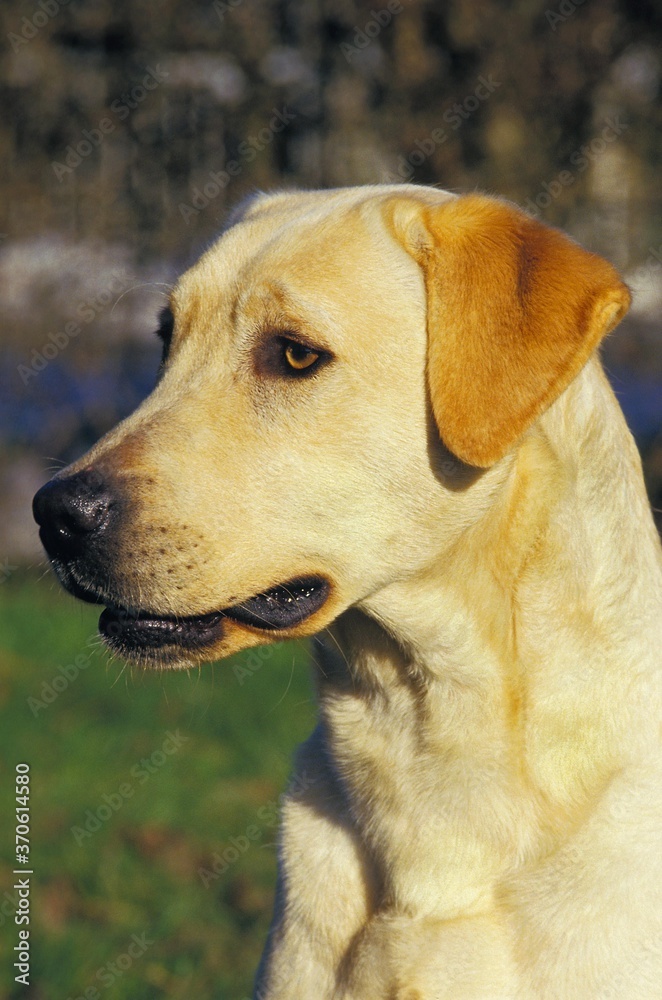Yellow Labrador Retriever, Portait of Adult Yellow Labrador Retriever, Portait of Adult