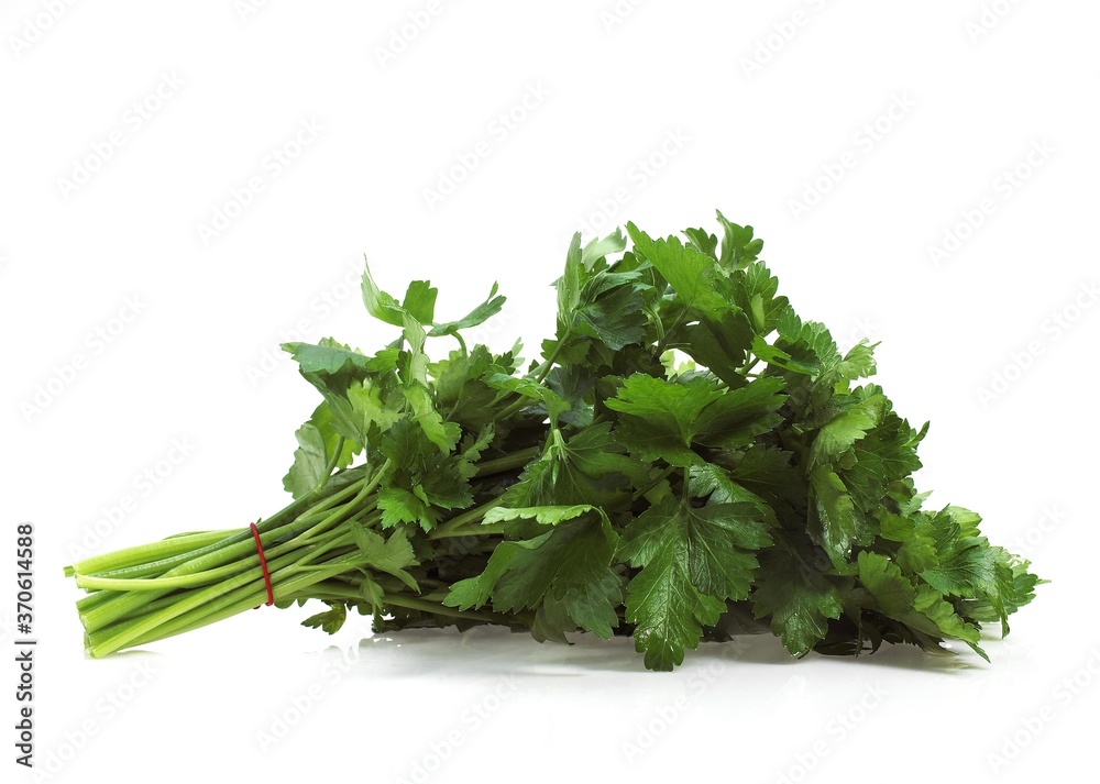 Flat-Leaved Parsley, petroselinum crispum, Aromatic Plant against White Background