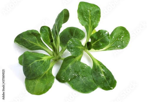 Tableau sur toile Corn or Lamb's Lettuce, valerianella olitoria, Salad against White Background