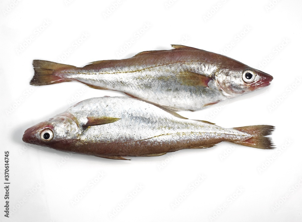 Fresh Whiting, merlangius merlangus, Fishes against White Background Fresh Whiting, merlangius merlangus, Fishes against White Background
