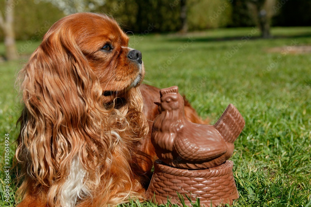 Cavalier King Charles Spaniel with Chocolate Hen