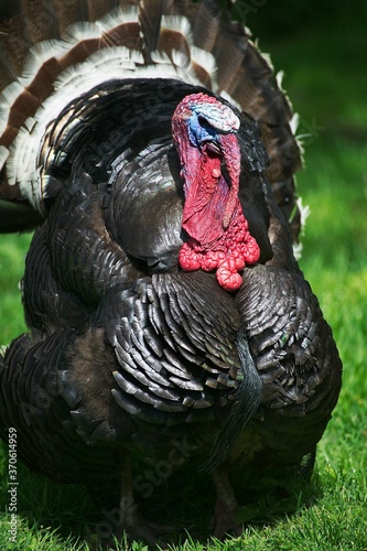 American Bronze Turkey, Male Displaying with Tail Fanned Out