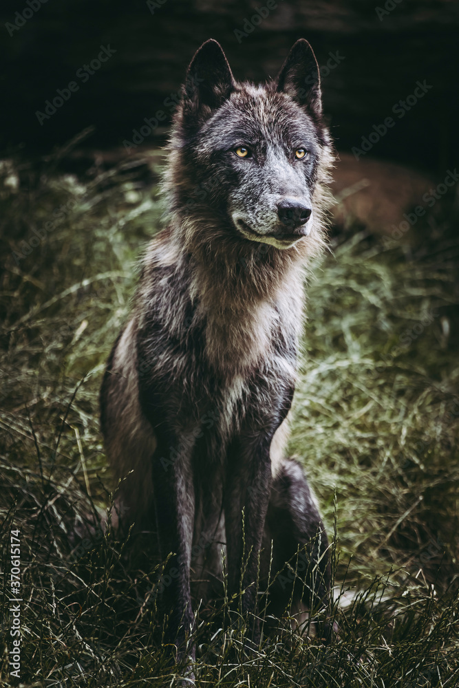 Magnifique loup du canada à la fourrure grise et brune Magnifique loup du canada à la fourrure grise et brune