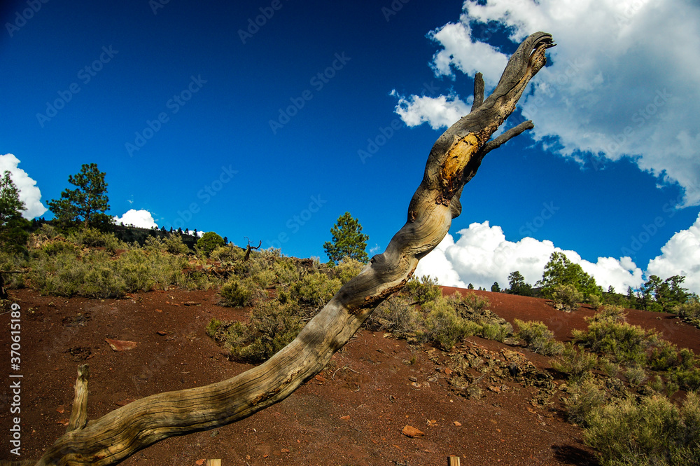 Fototapeta premium dead tree in the desert - abstract