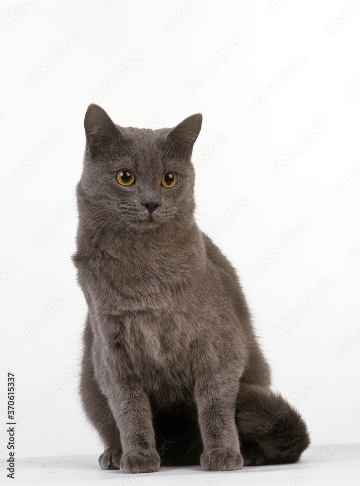 Blue Domestic Cat, Adult against White Background
