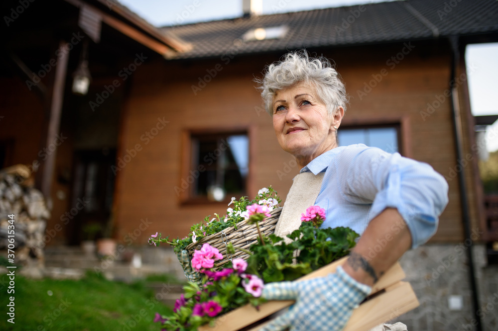 Fototapeta premium Senior woman gardening in summer, carrying flowering plants.