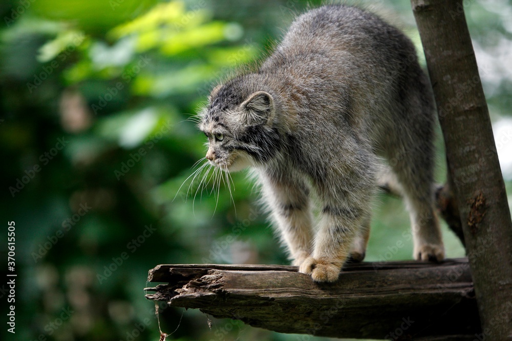 Manul or Pallas's Cat, otocolobus manul, Adult standing on Branch Manul or Pallas's Cat, otocolobus manul, Adult standing on Branch