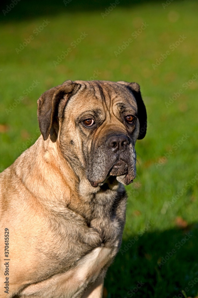 Cane Corso, a Dog Breed from Italy, Portrait of Adult Cane Corso, a Dog Breed from Italy, Portrait of Adult