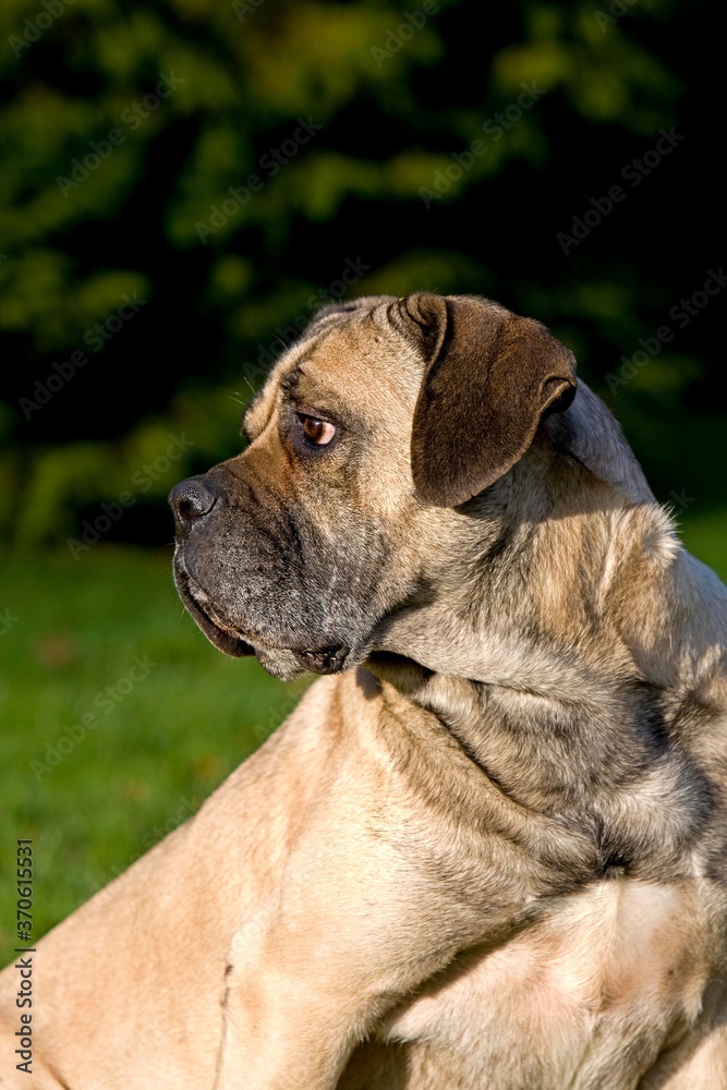 Cane Corso, a Dog Breed from Italy, Portrait of Adult Cane Corso, a Dog Breed from Italy, Portrait of Adult