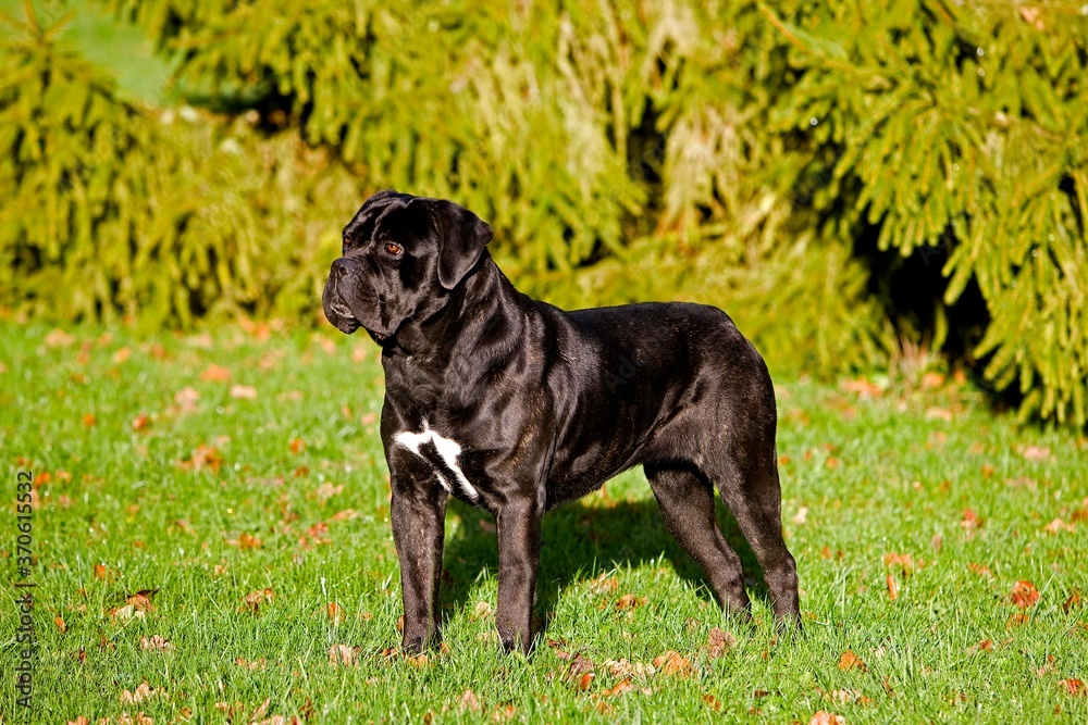 Cane Corso, a Dog Breed from Italy, Adult standing on Grass